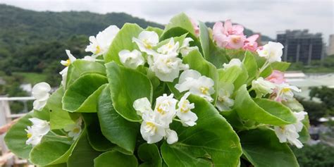 觀葉秋海棠繁殖|秋海棠家族栽培 QA：播種換盆要點、開花照顧問題